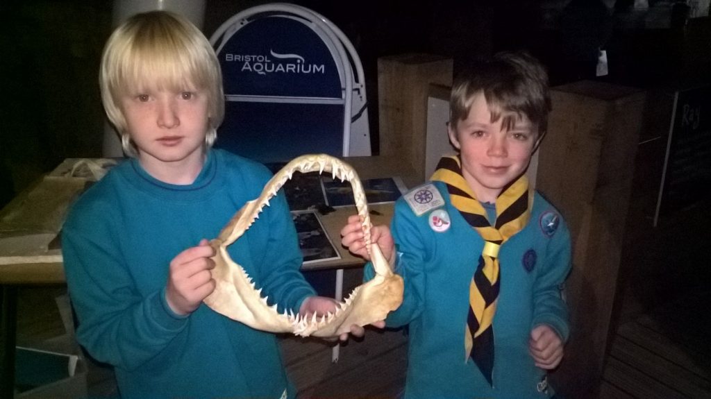 Beavers at the Aquarium